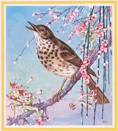 Song Thrush by G. Brooks